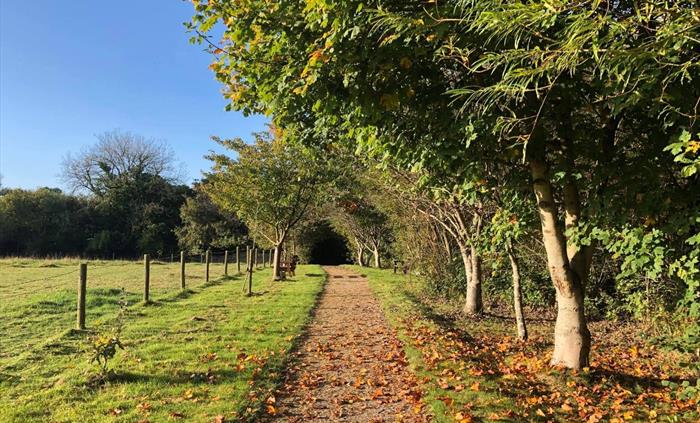 A pathway littered with orange and yellow Autumn leaves. There is grass to the left and trees shedding orange leaves to the right.